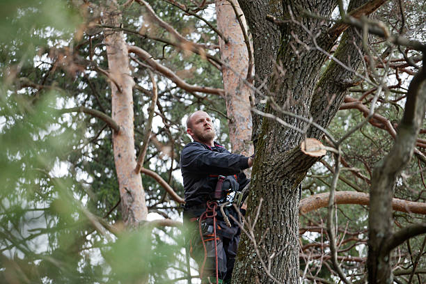 Leaf Removal in Edwards Af, CA